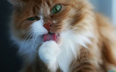 Зоомагазин  Сухой корм для кошек - Wildcat купить в интернет