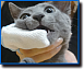 Хаджиметено – зубная паста с напальчником для кошек.