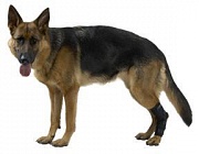 Kruuse Rehab hock protector -протектор скакательного сустава для собак