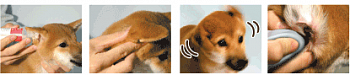 Мимикуза - японский лечебно-профилактический лосьон для ушей собак и кошек