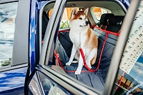 Регулируемый ремень Стрэппин для перевозки собаки
