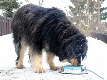 Миска с подогревом Feed-Ex для собак и других домашних животных.